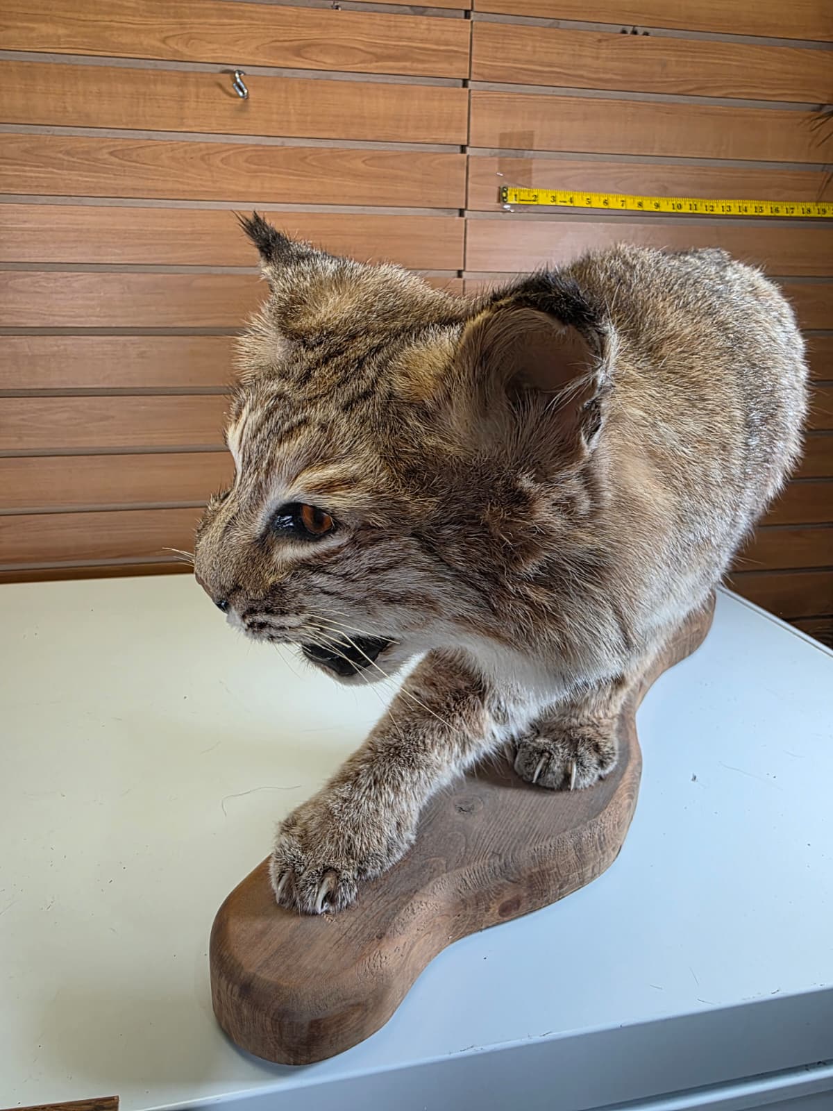 FHAB25 - Bobcat Taxidermy Mount