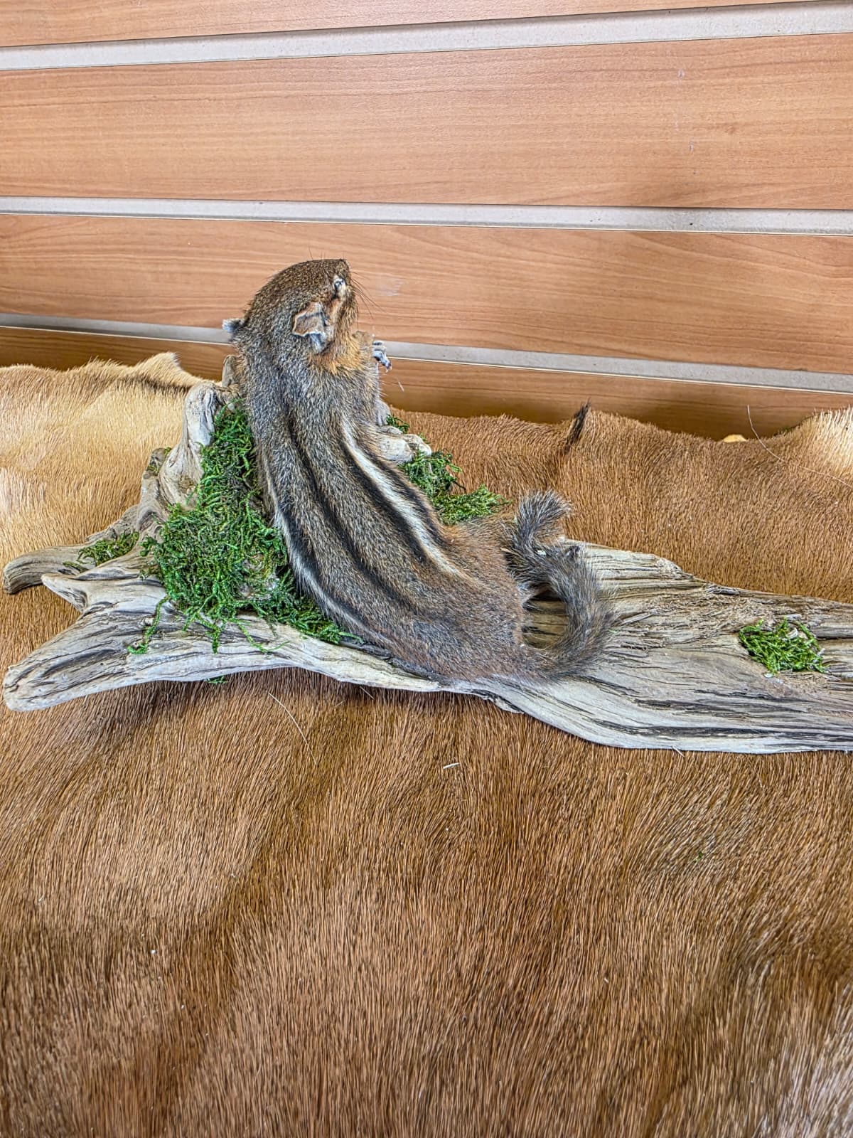 FHCK109 - Chipmunk Taxidermy Mount