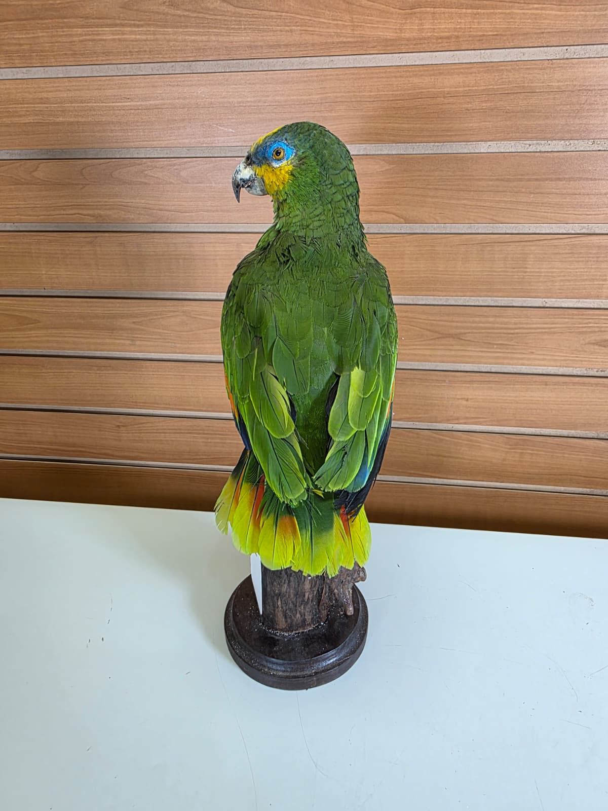 FHBIRD4 - Yellow-headed Amazon Taxidermy Mount