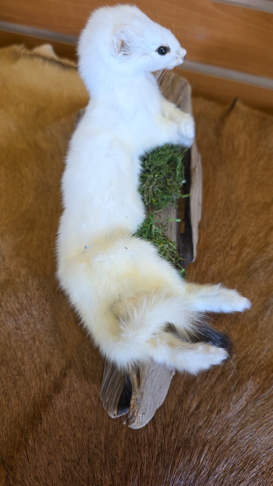 FHCK97 - Beautiful Adorable Weasel Ermine Small Animal Taxidermy