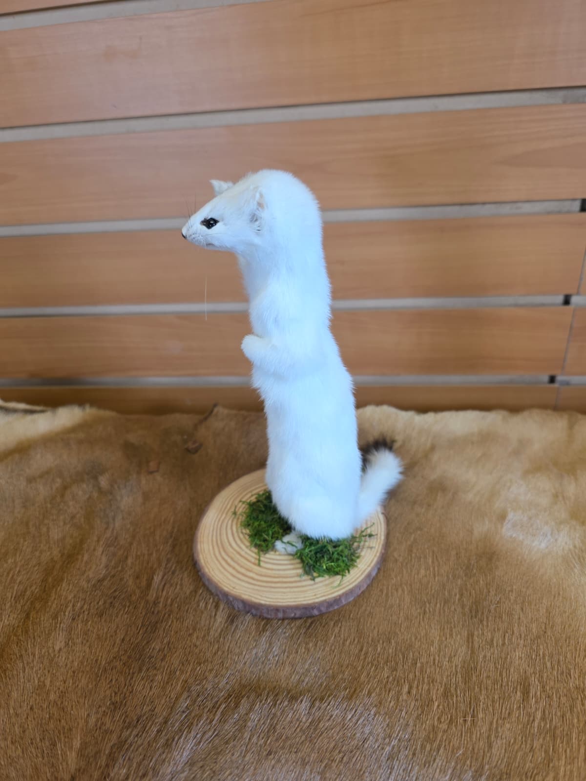 FHCK101 - Beautiful Adorable Weasel Ermine Small Animal Taxidermy