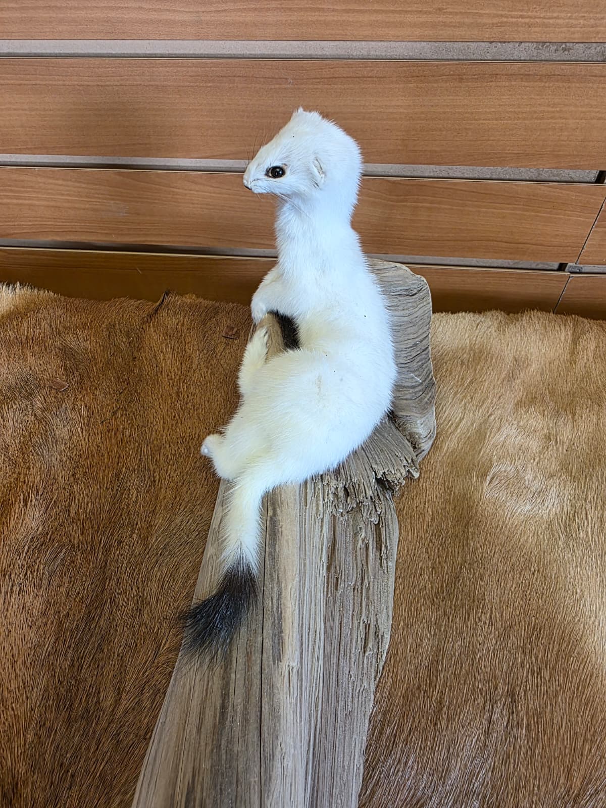FHCK107 - Beautiful Adorable Weasel Ermine Small Animal Taxidermy