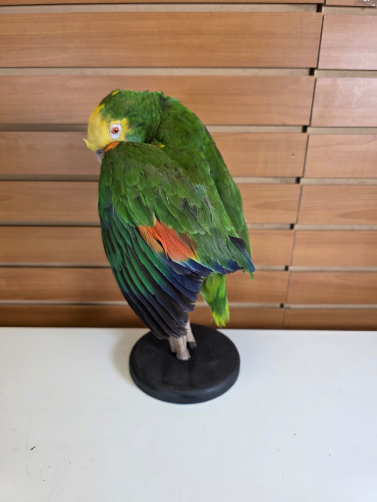 FHBIRD1 - Yellow-headed Amazon Taxidermy Mount