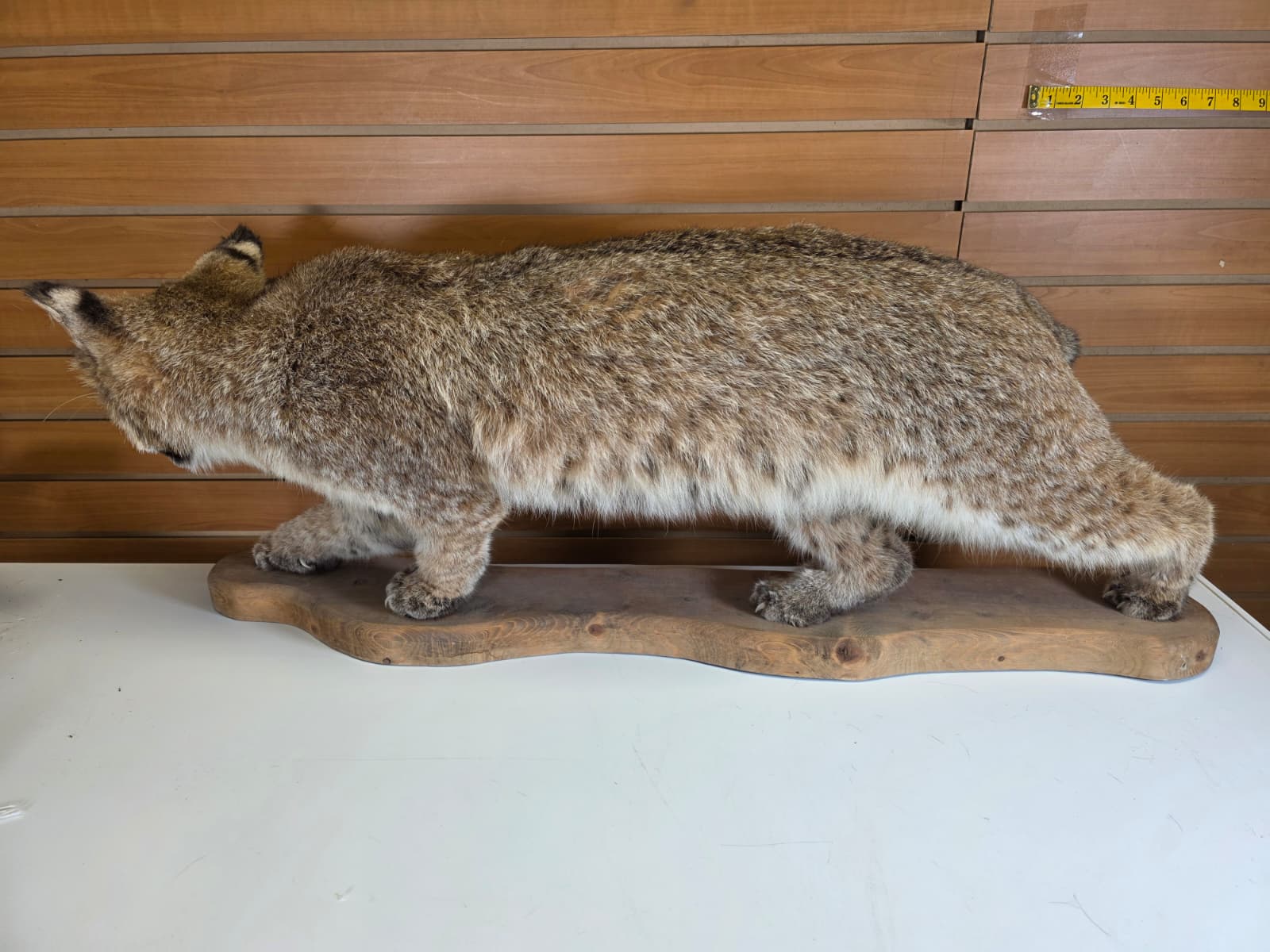 FHAB25 - Bobcat Taxidermy Mount