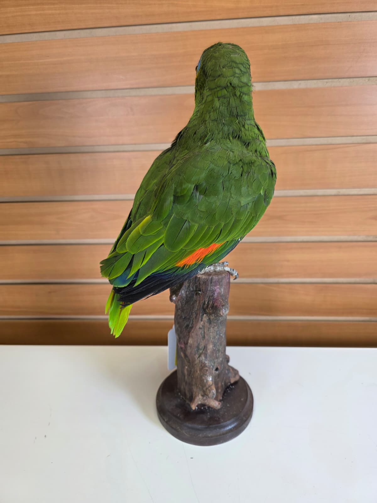 FHBIRD4 - Yellow-headed Amazon Taxidermy Mount