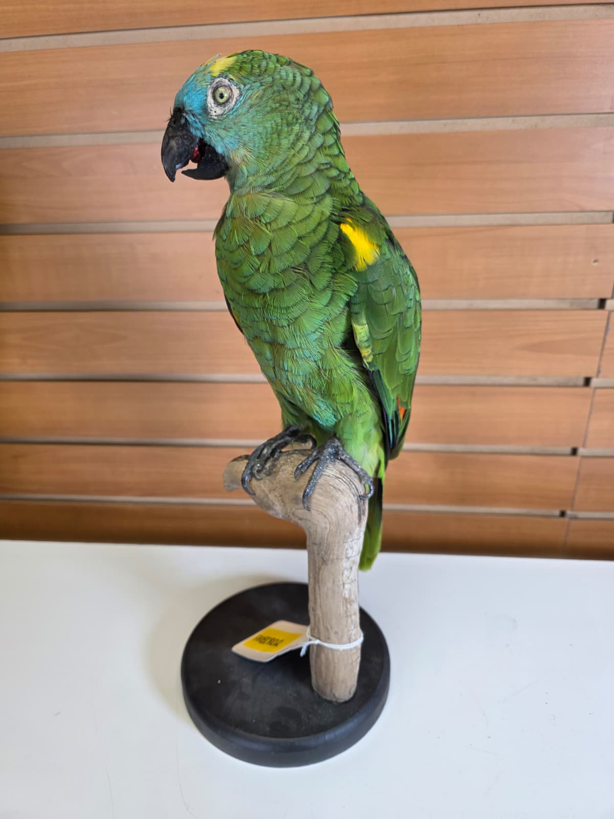 FHBIRD2 - Yellow-headed Amazon Taxidermy Mount