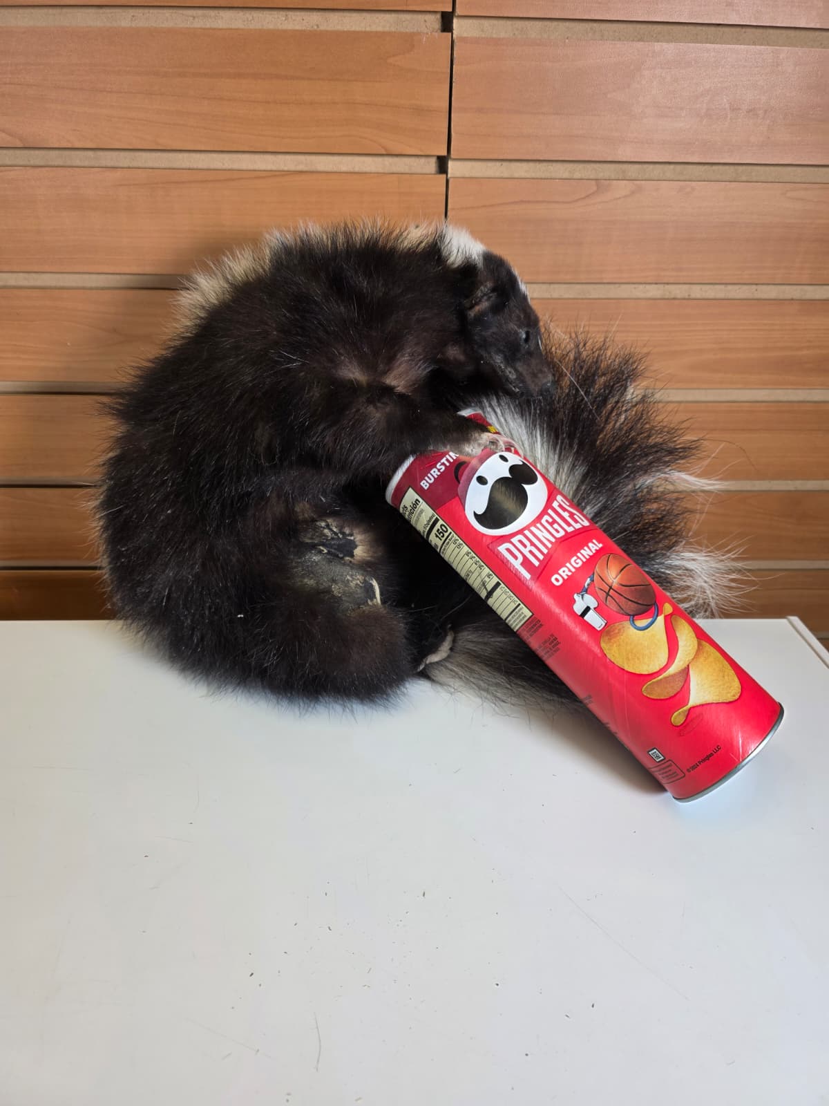KMSK41 - Full-Body Skunk Taxidermy Mount