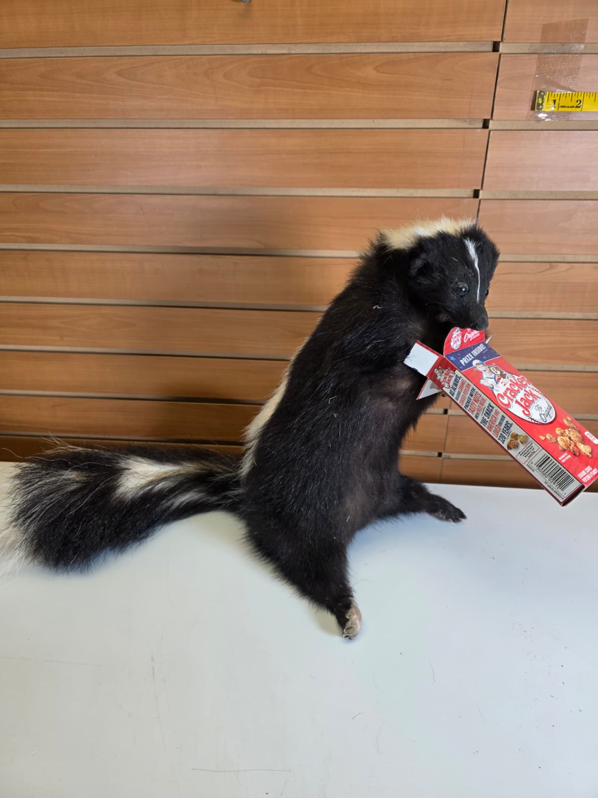 KMSK42 - Full-Body Skunk Taxidermy Mount