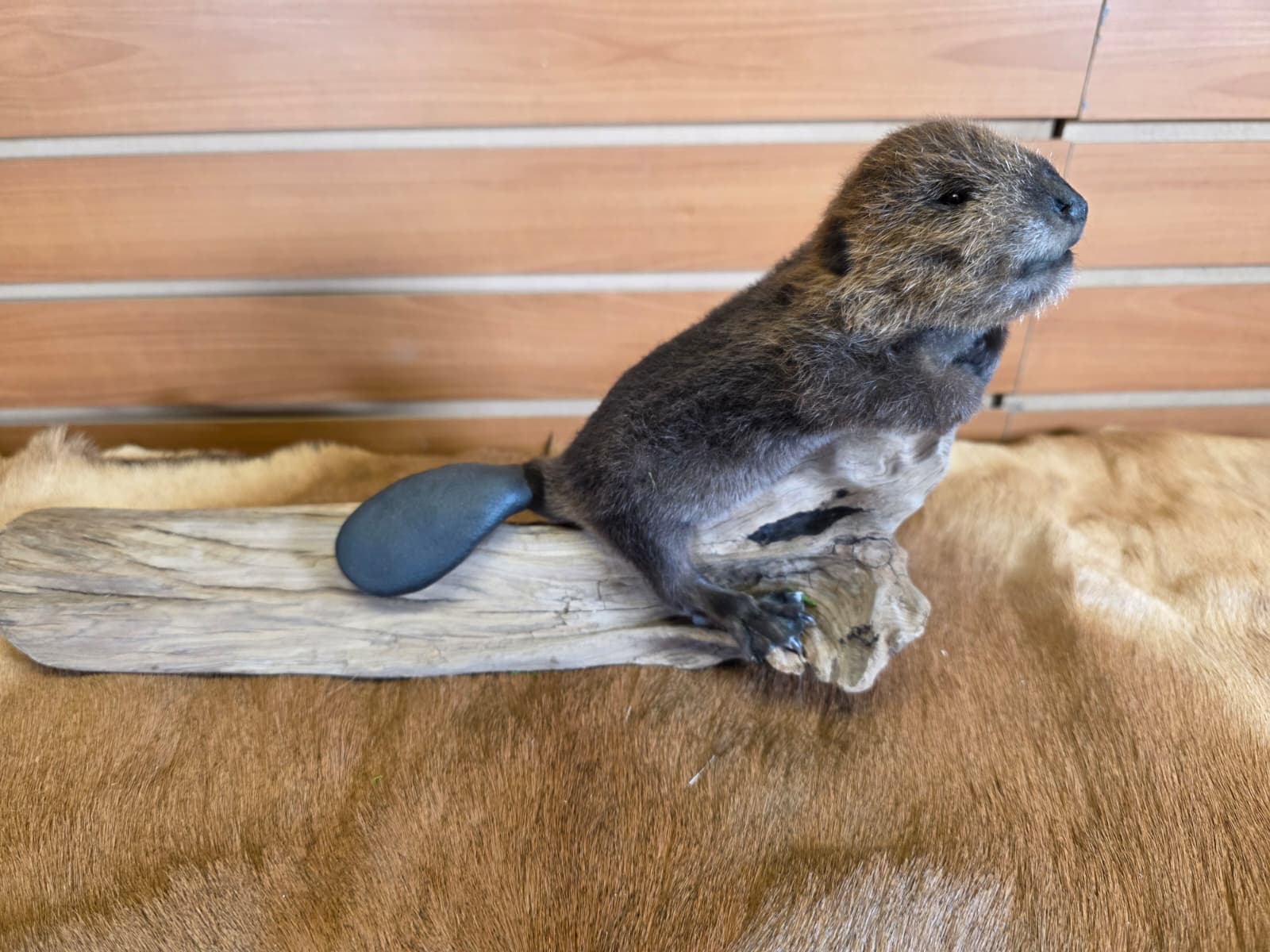 FHCK83 - Baby Beaver Taxidermy Mount