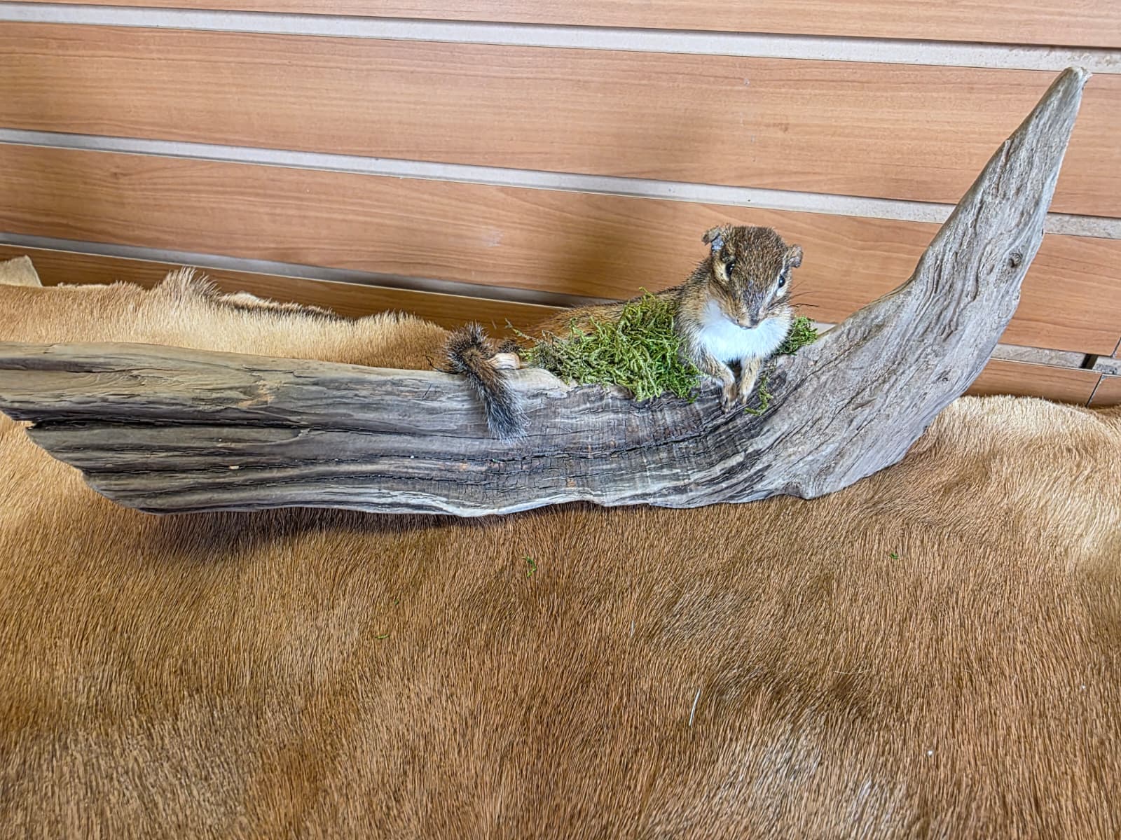 FHCK78 - Chipmunk Taxidermy Mount