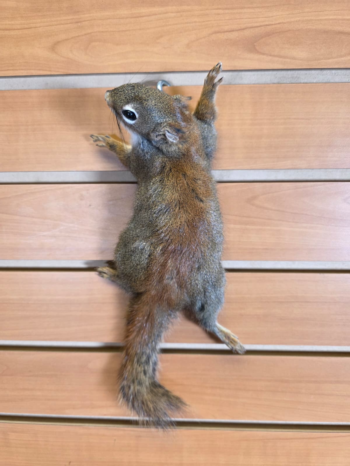 FHCK81 - American Red Squirrel Taxidermy Mount