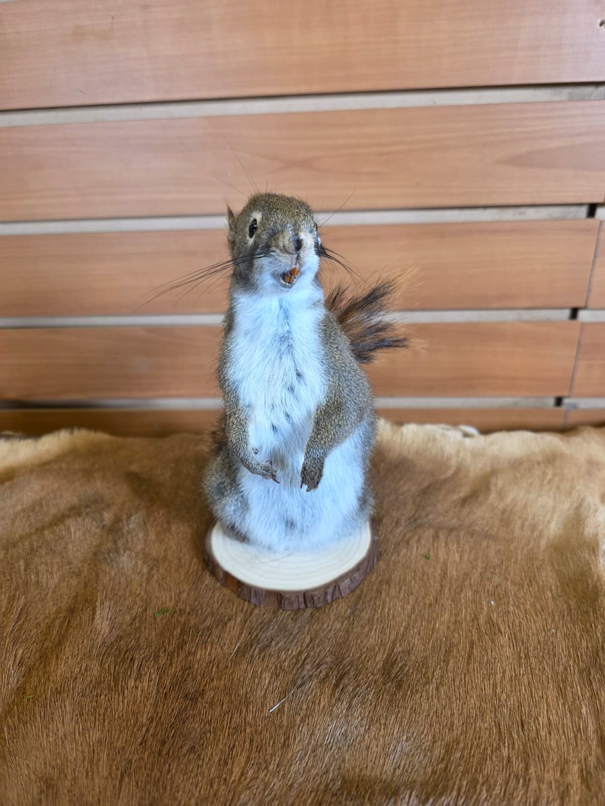 FHCK79 - American Red Squirrel Taxidermy Mount