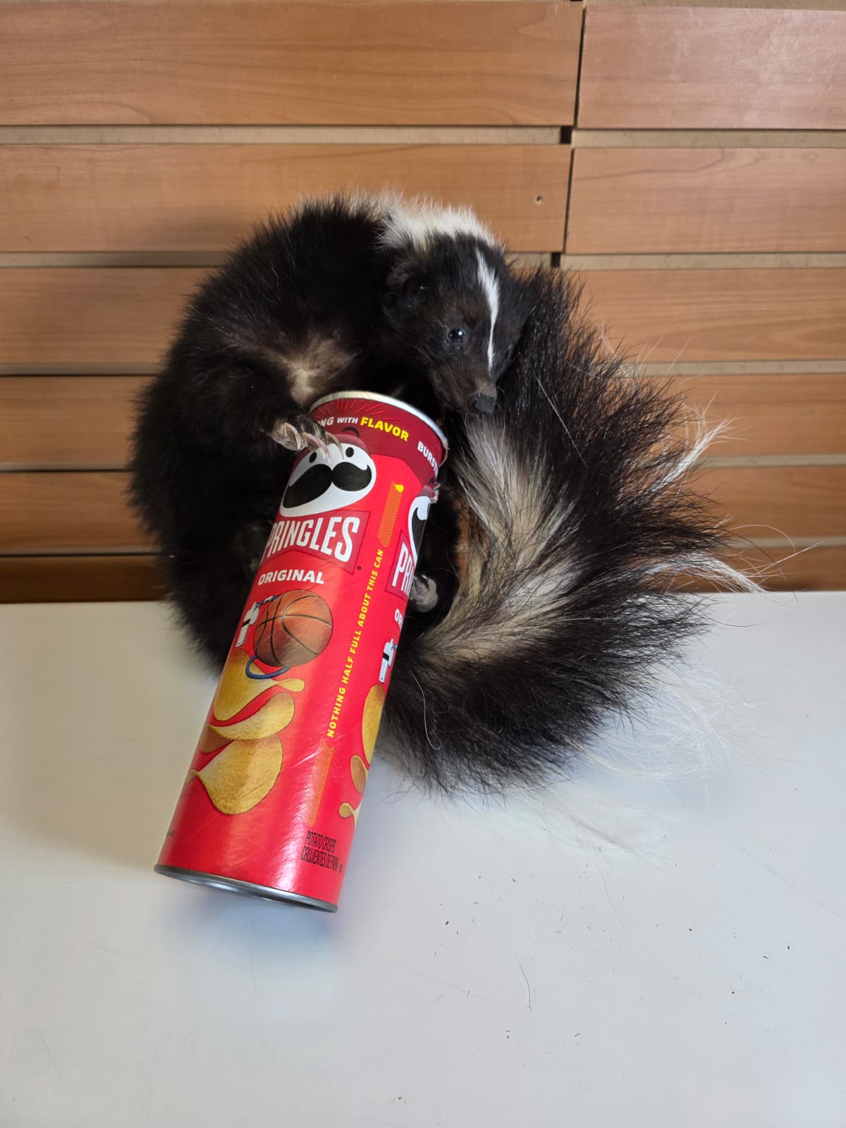 KMSK40 - Full-Body Skunk Taxidermy Mount