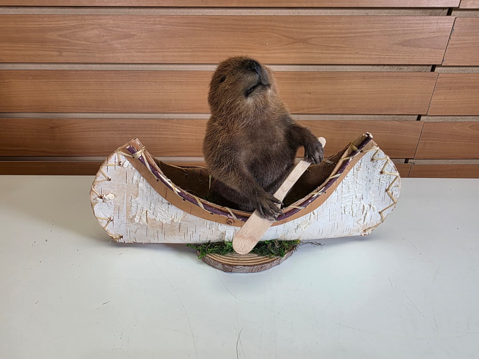 FHCK58 - Muskrat Taxidermy Mount