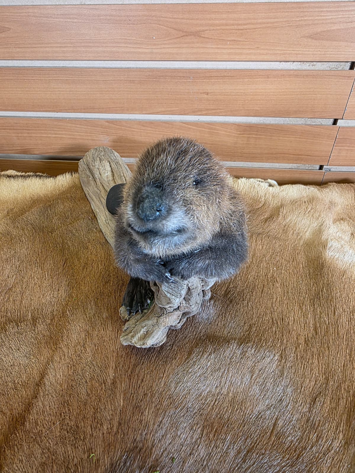 FHCK83 - Baby Beaver Taxidermy Mount