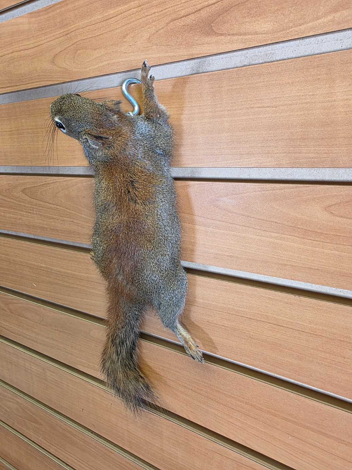 FHCK81 - American Red Squirrel Taxidermy Mount