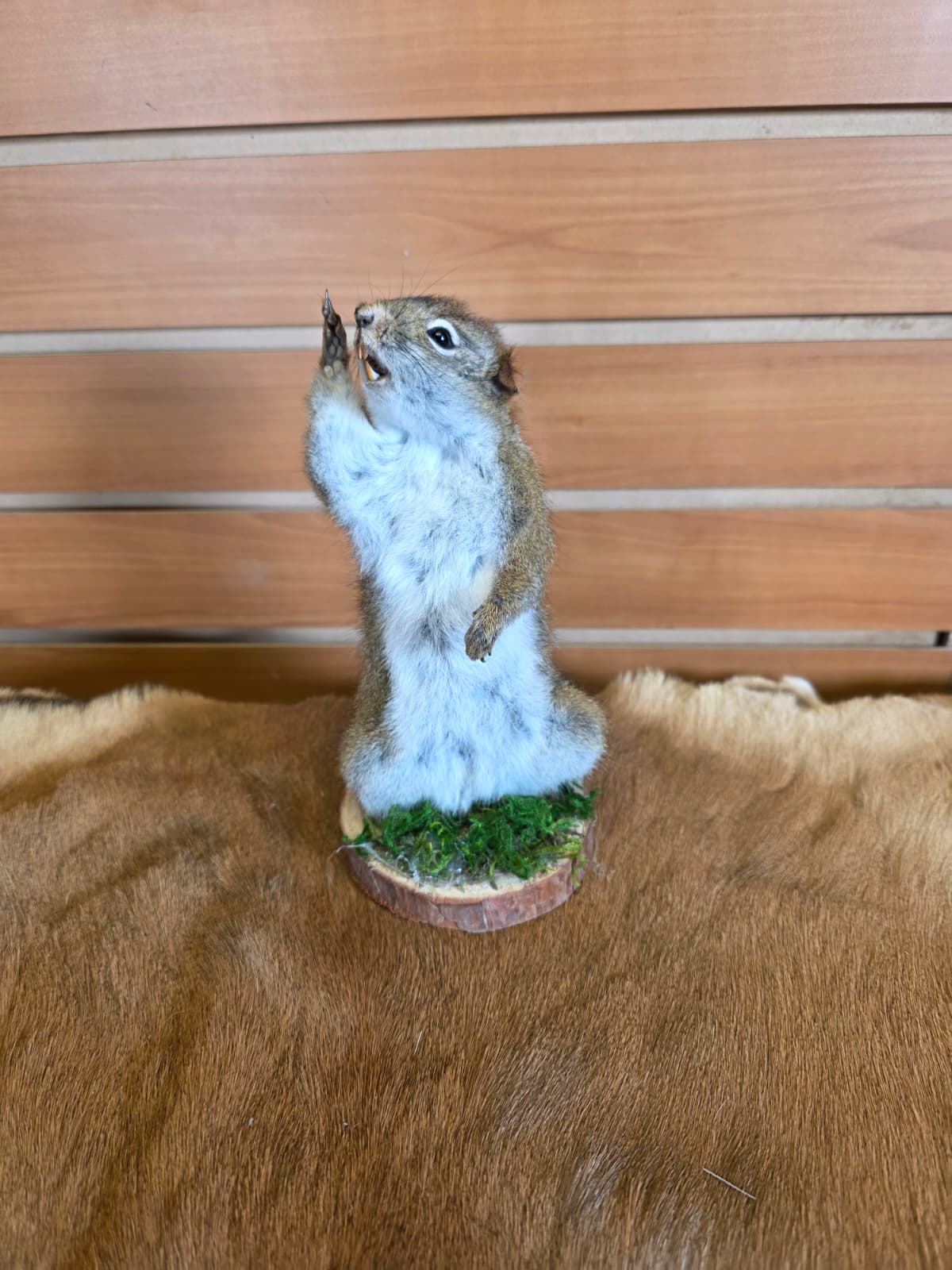 FHCK75 - American Red Squirrel Taxidermy Mount
