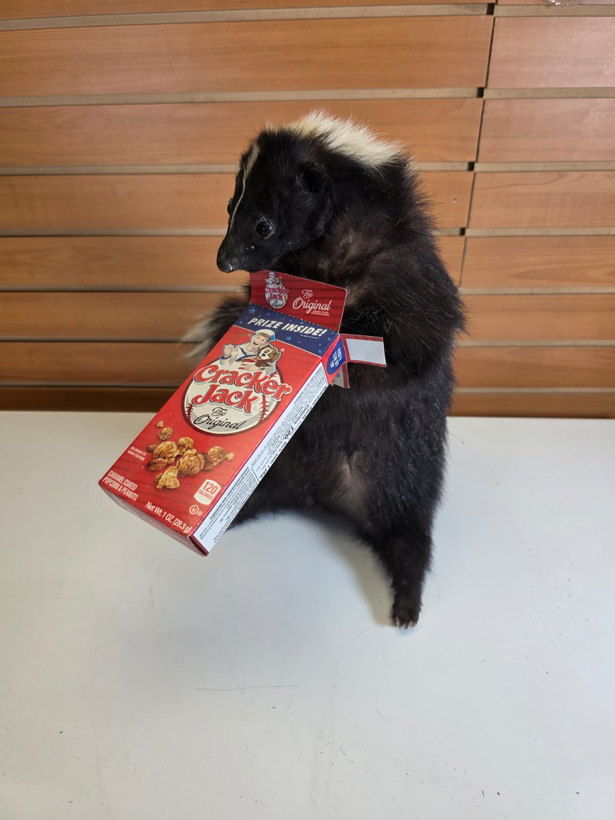 KMSK42 - Full-Body Skunk Taxidermy Mount