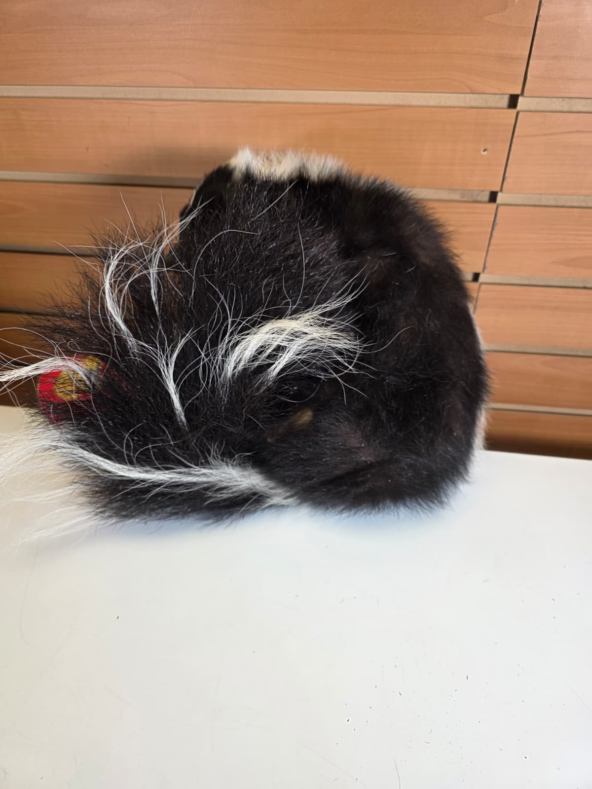KMSK40 - Full-Body Skunk Taxidermy Mount