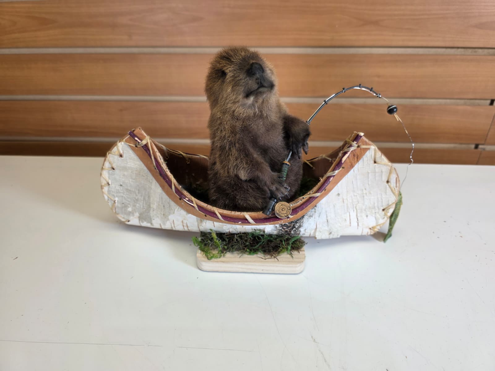 FHCK61 - Muskrat Taxidermy Mount