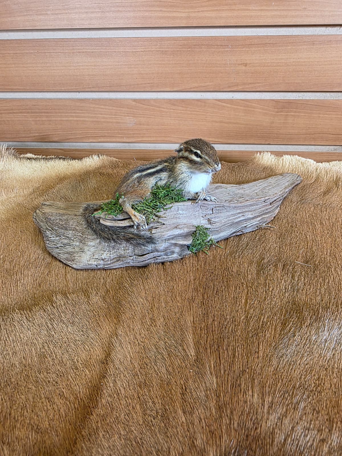 FHCK76 - Chipmunk Taxidermy Mount
