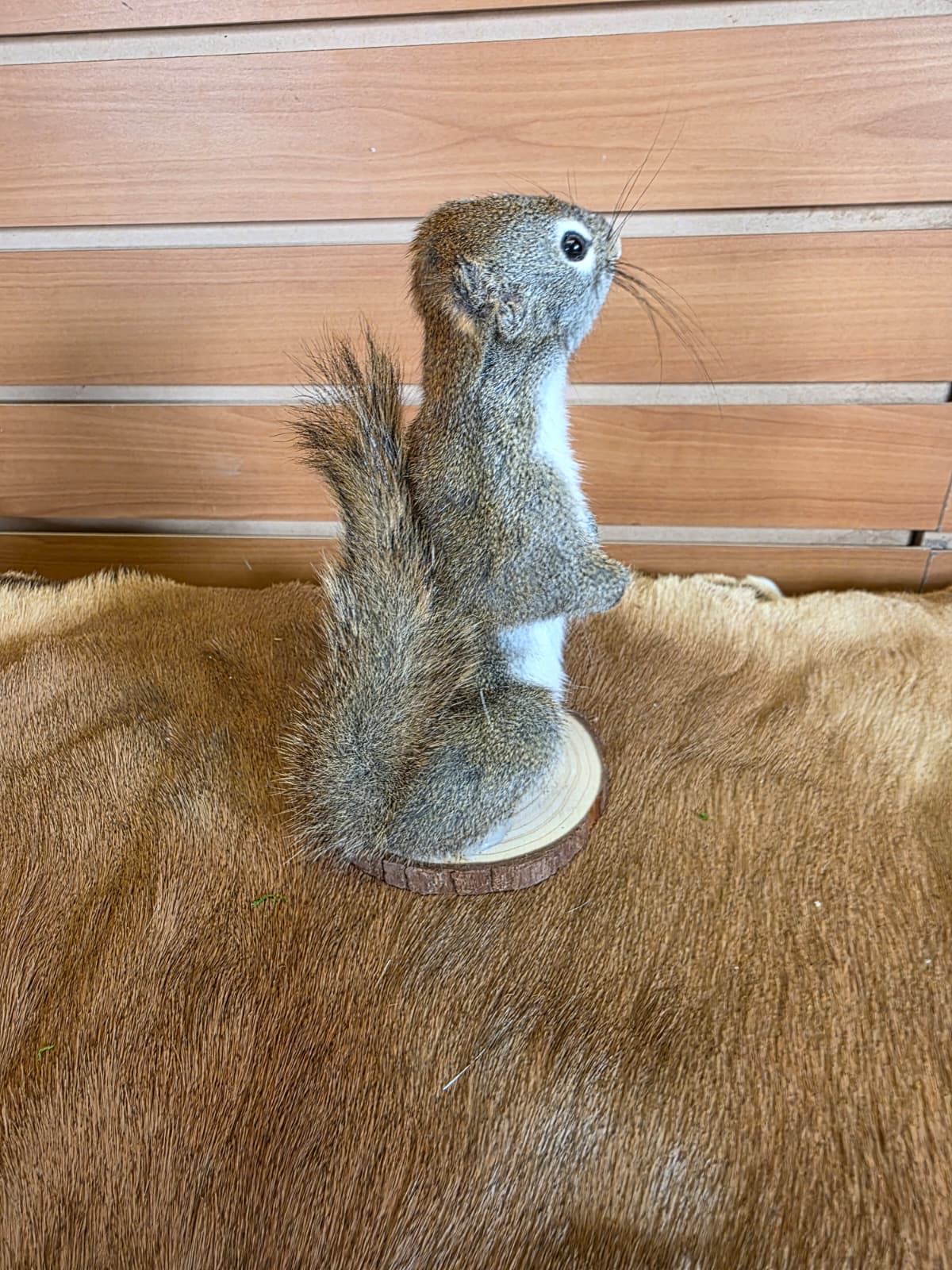 FHCK79 - American Red Squirrel Taxidermy Mount