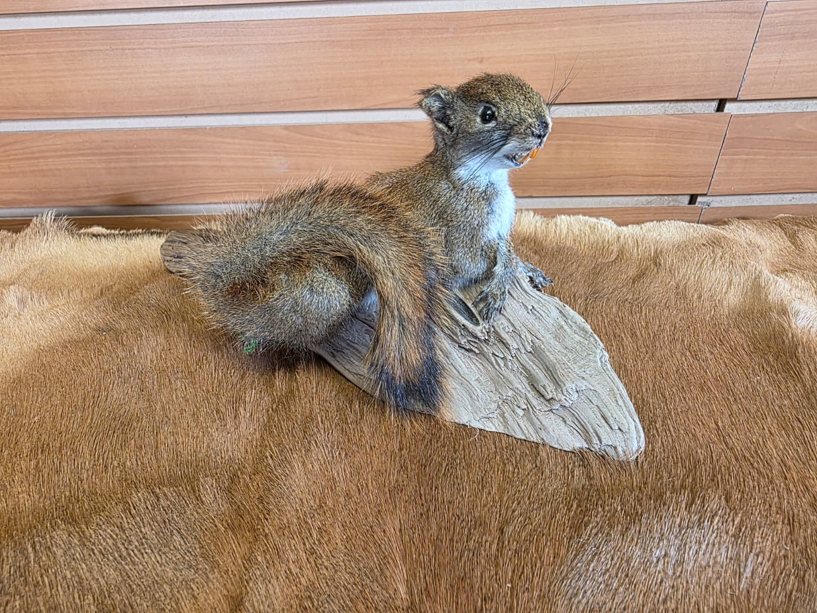 FHCK69 - American Red Squirrel Taxidermy Mount