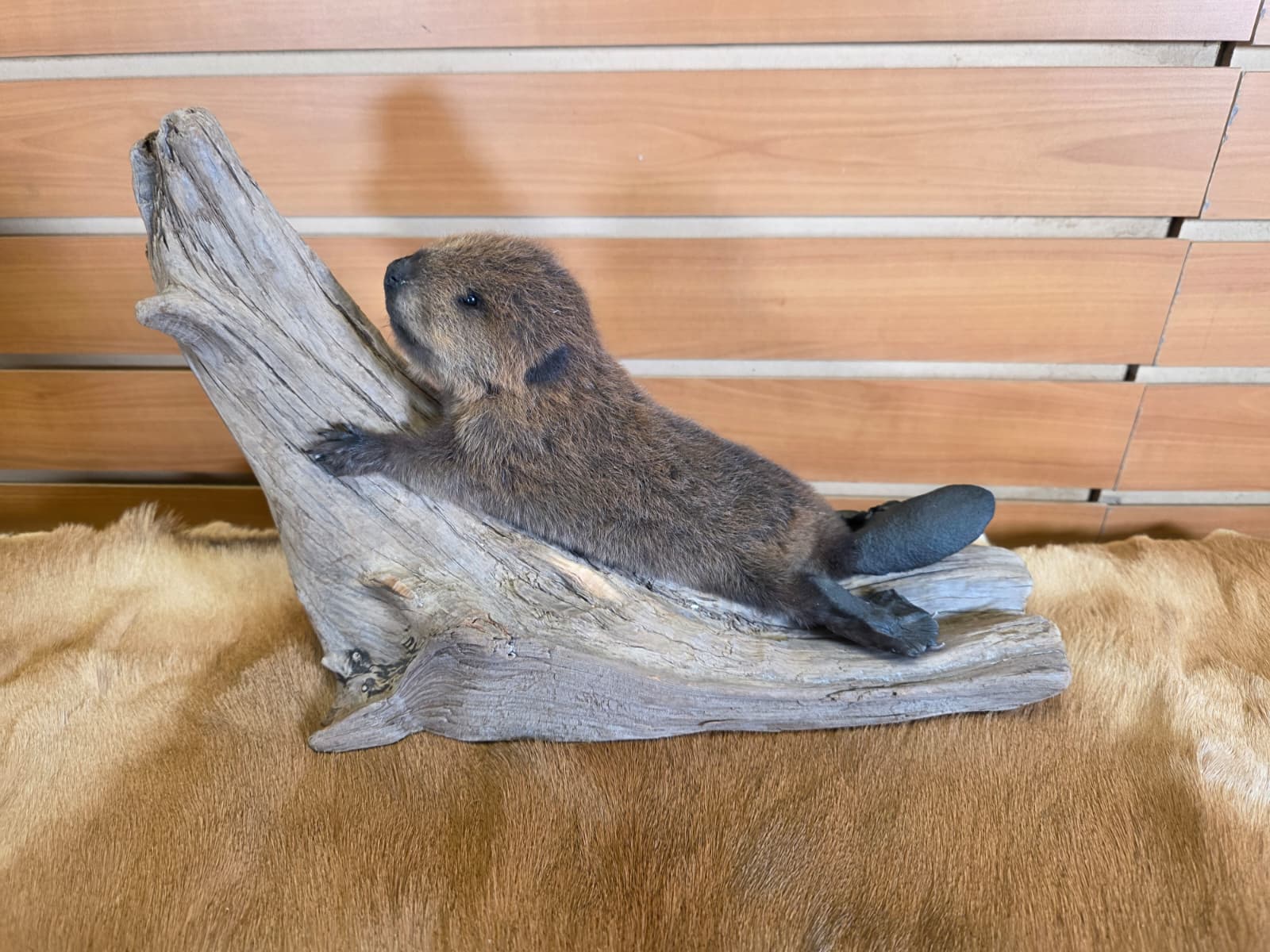FHCK67 - Baby Beaver Taxidermy Mount