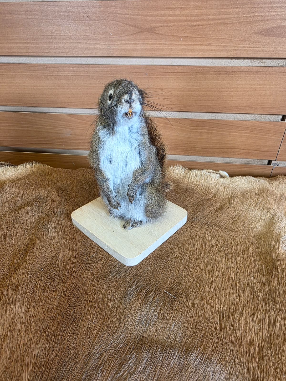 FHCK71 - American Red Squirrel Taxidermy Mount