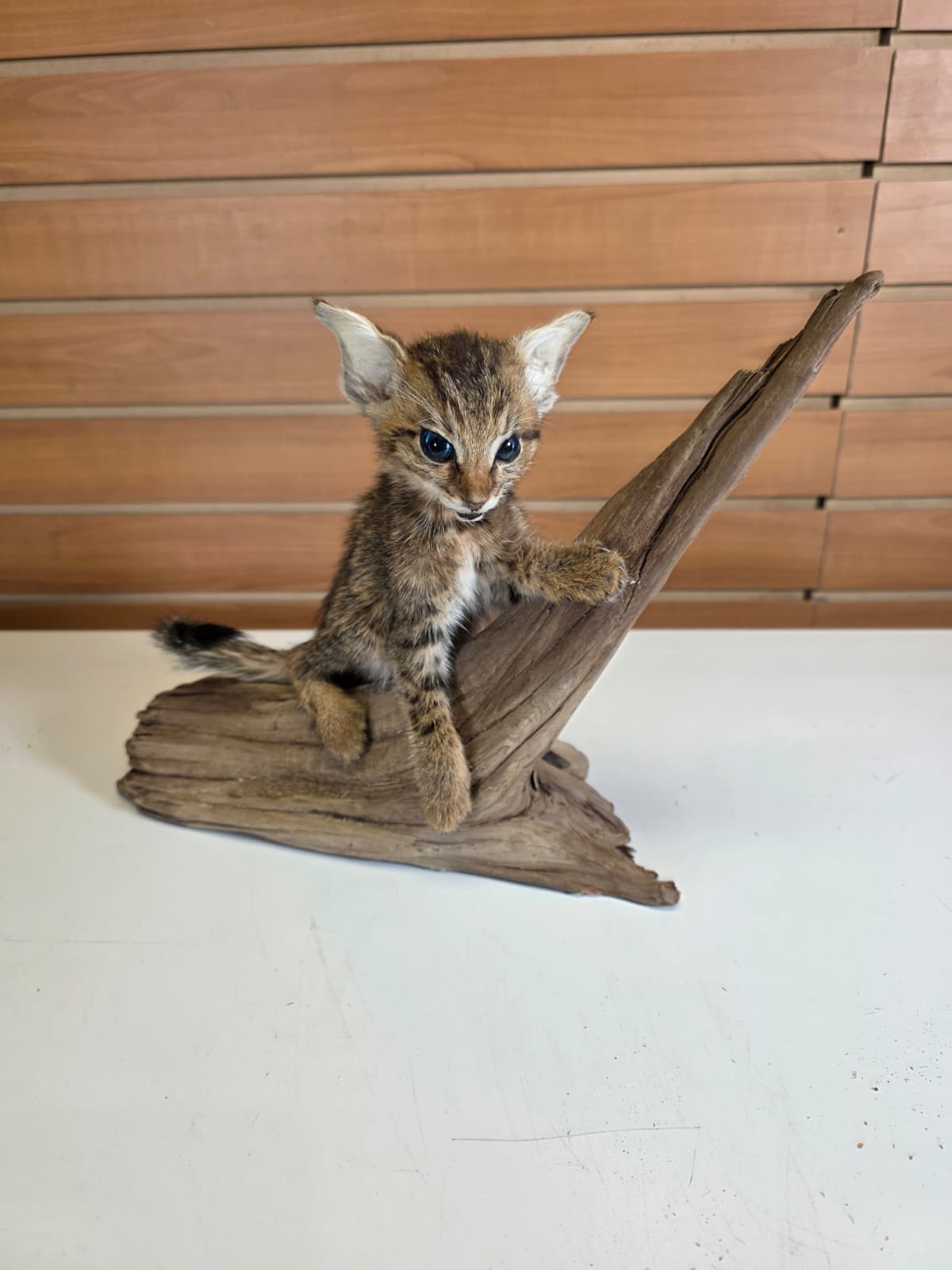 FHCK60 - Savannah Cat Taxidermy Mount