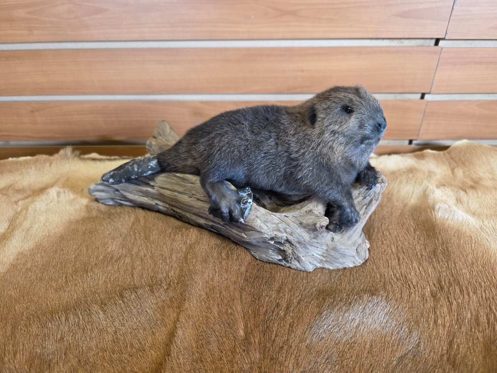 FHCK62 - Baby Beaver Taxidermy Mount