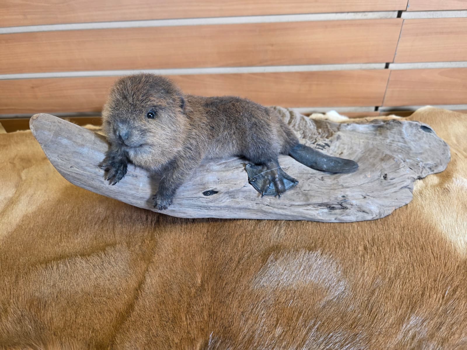 FHCK65 - Baby Beaver Taxidermy Mount