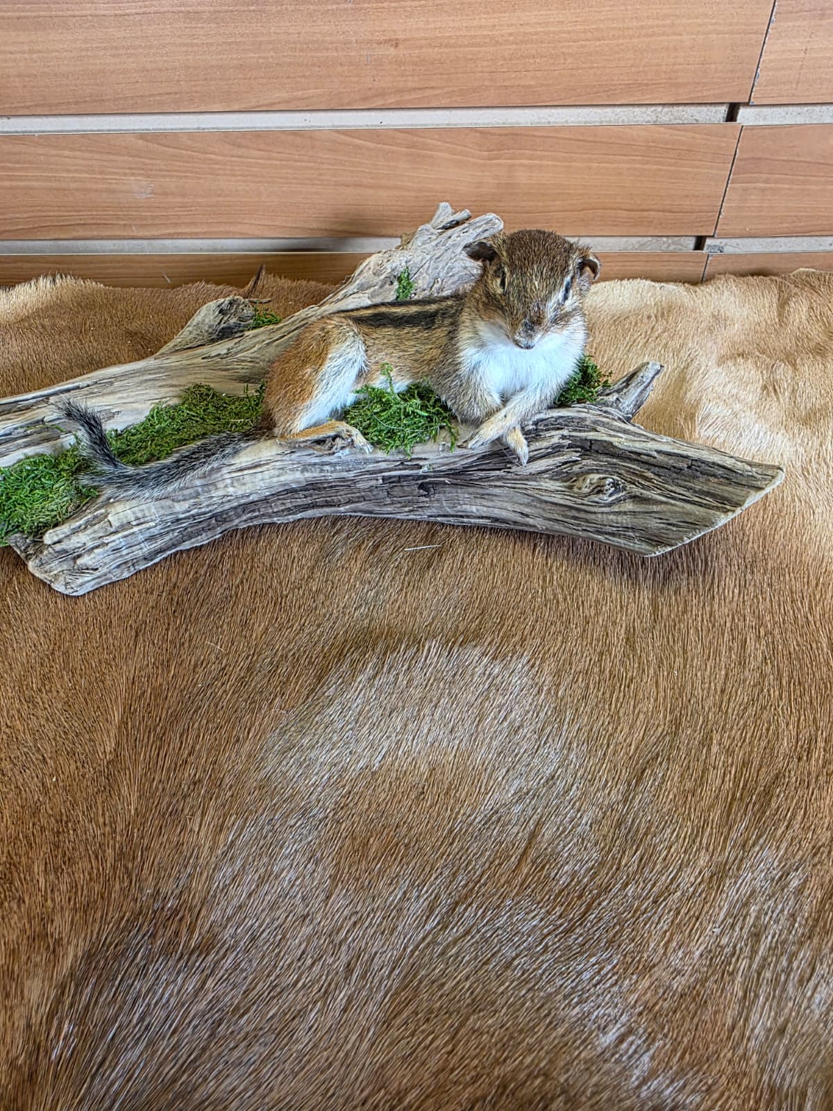FHCK77 - Chipmunk Taxidermy Mount