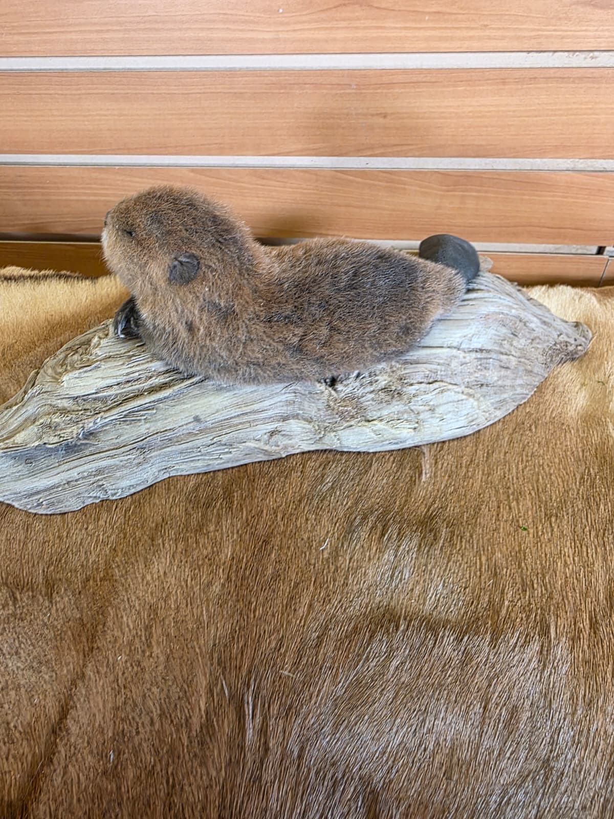 FHCK84 - Baby Beaver Taxidermy Mount