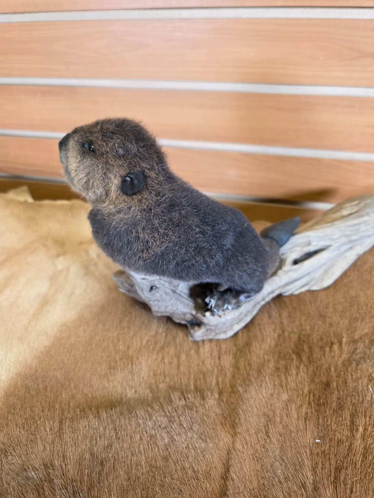 FHCK83 - Baby Beaver Taxidermy Mount