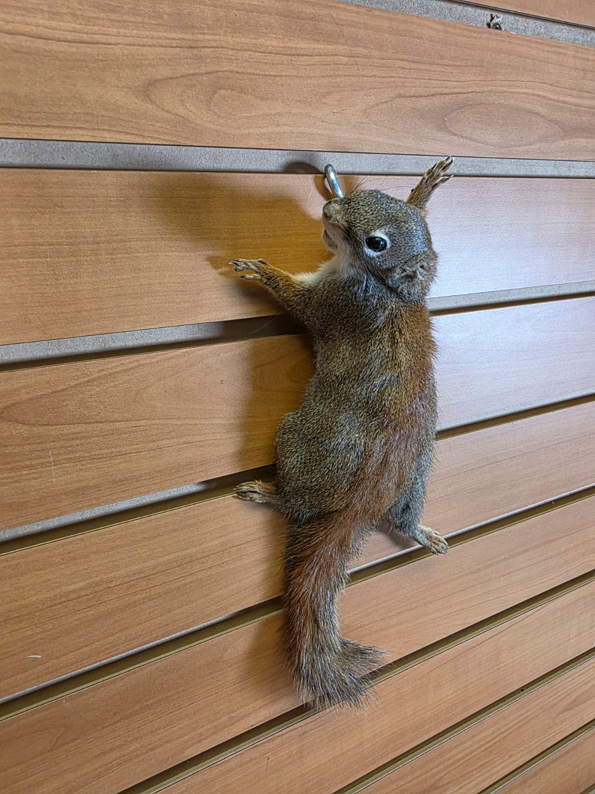 FHCK81 - American Red Squirrel Taxidermy Mount