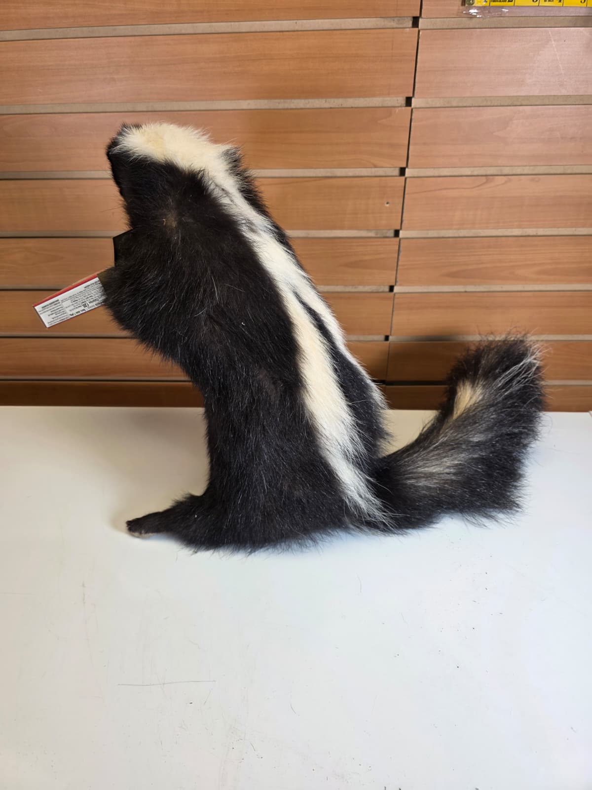 KMSK42 - Full-Body Skunk Taxidermy Mount