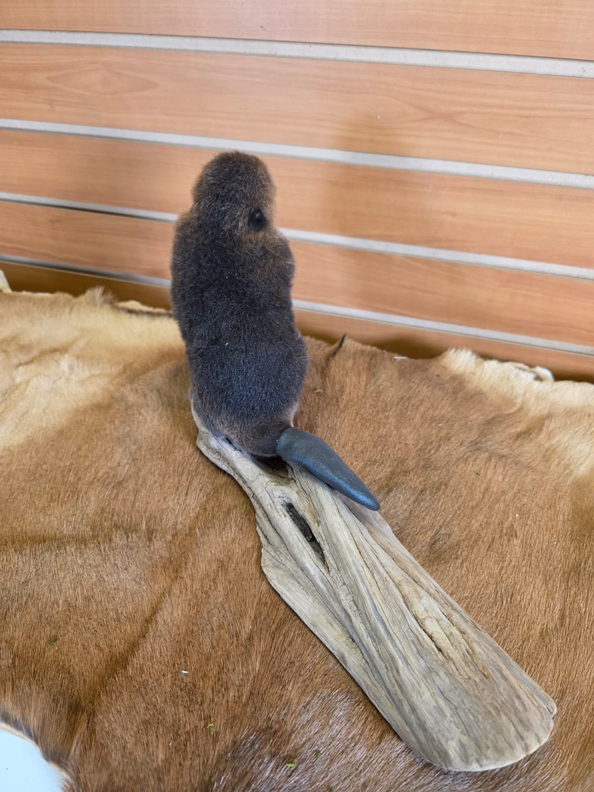 FHCK83 - Baby Beaver Taxidermy Mount