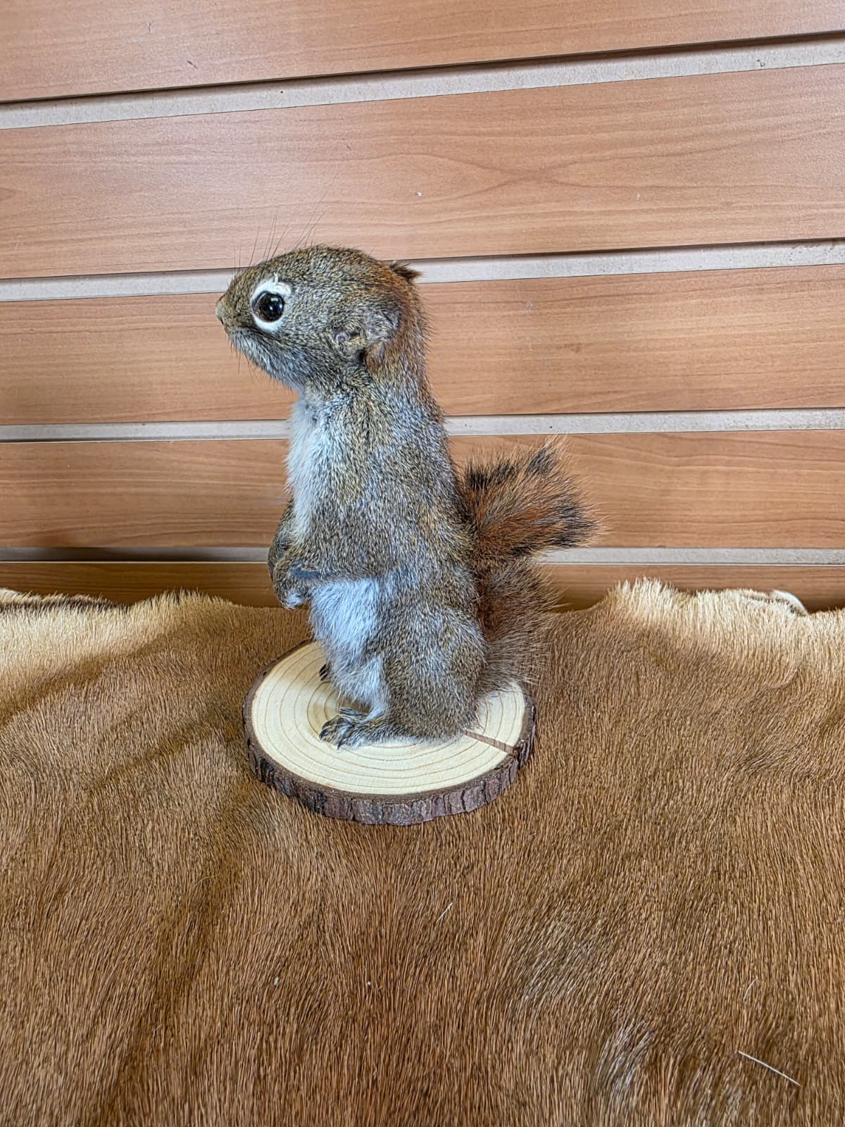 FHCK74 - American Red Squirrel Taxidermy Mount