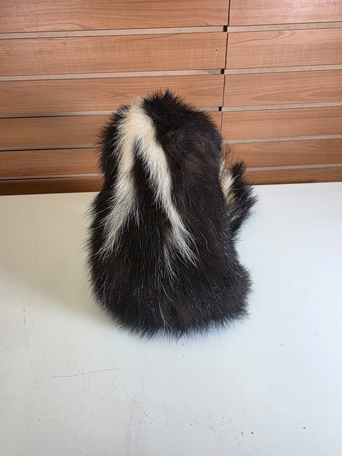 KMSK41 - Full-Body Skunk Taxidermy Mount
