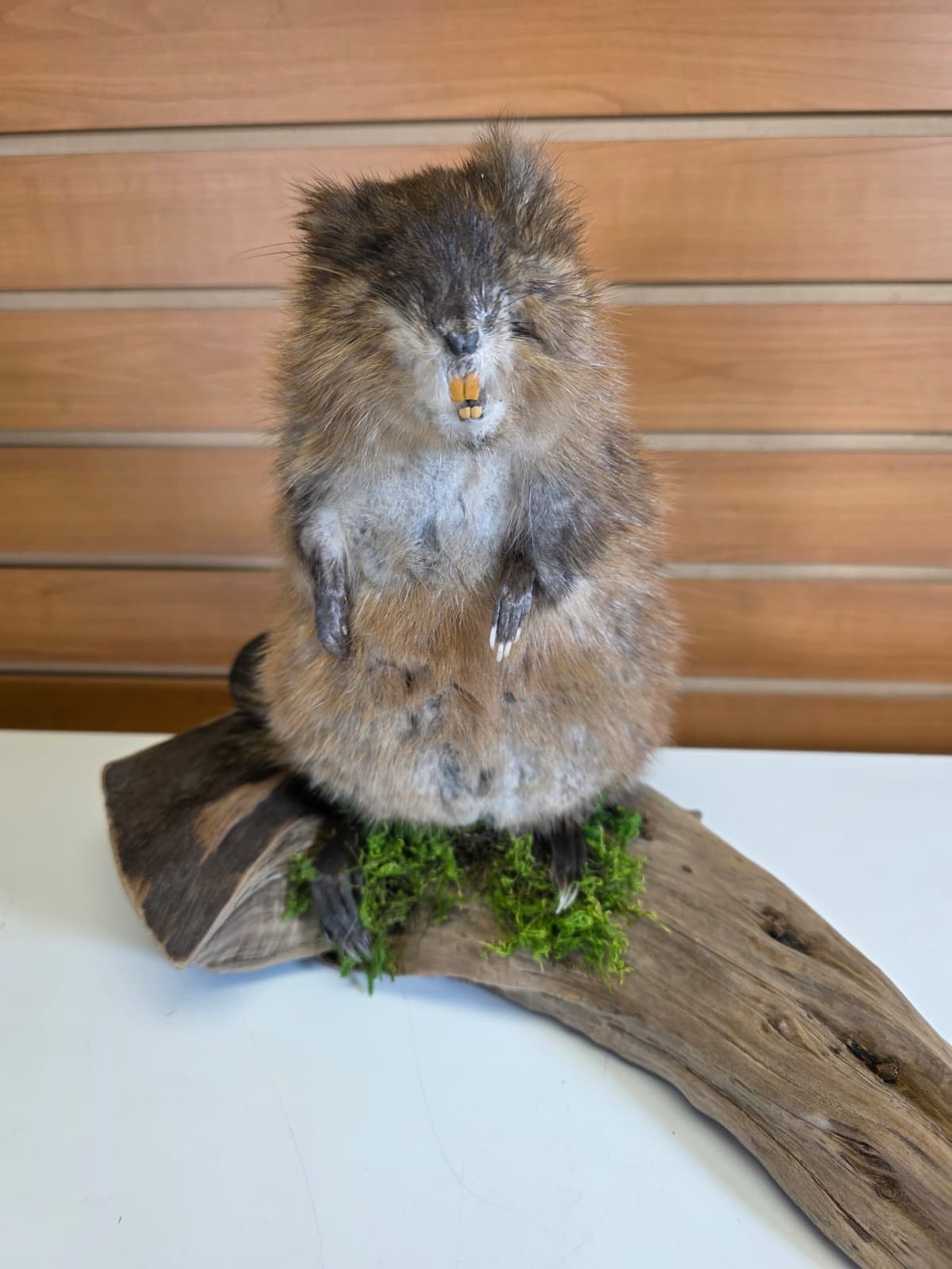 FHCK59 - Muskrat Taxidermy Mount