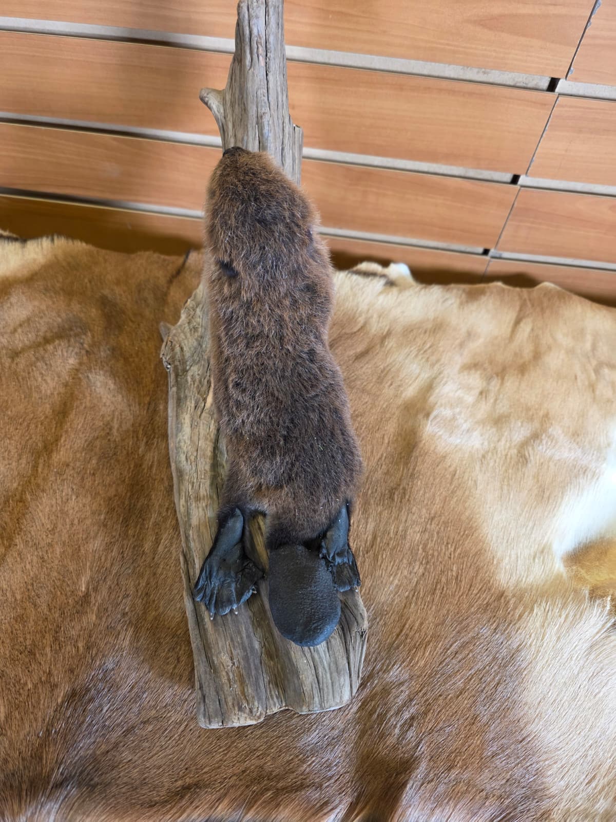 FHCK67 - Baby Beaver Taxidermy Mount