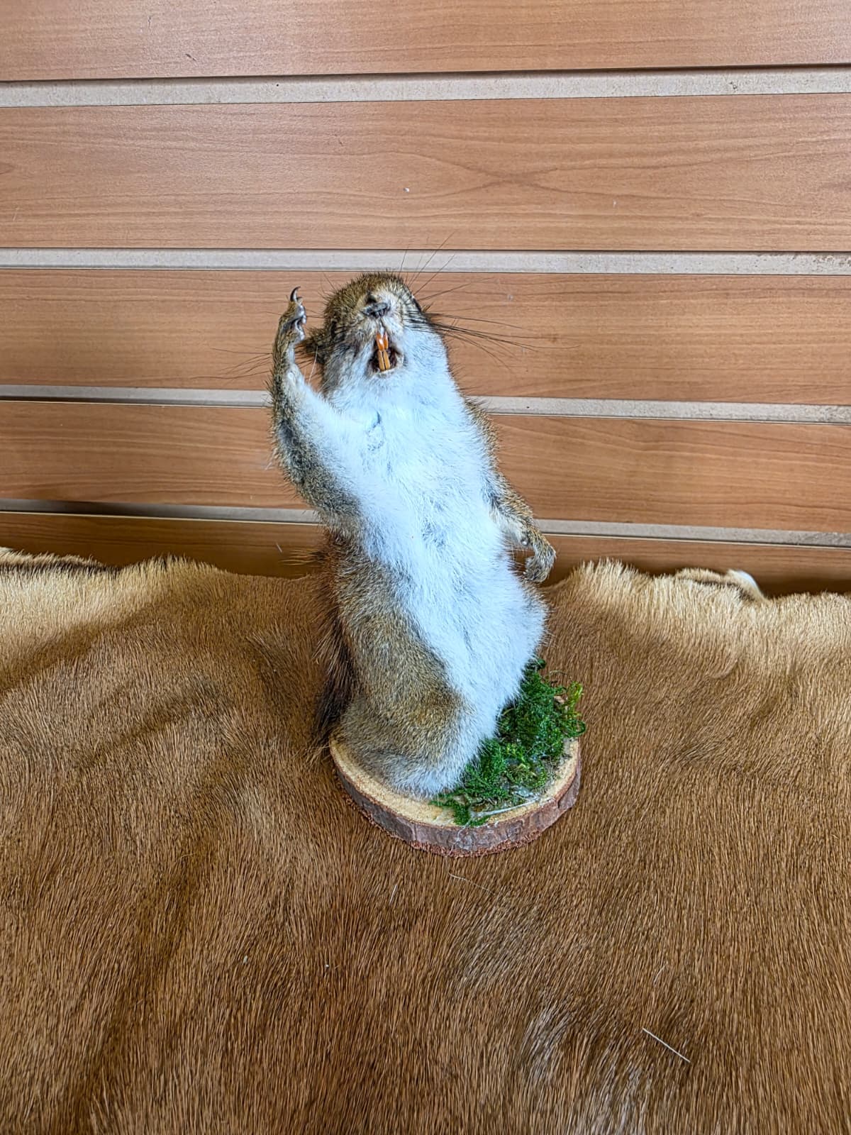 FHCK75 - American Red Squirrel Taxidermy Mount