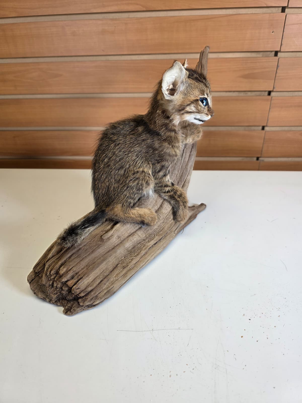 FHCK60 - Savannah Cat Taxidermy Mount