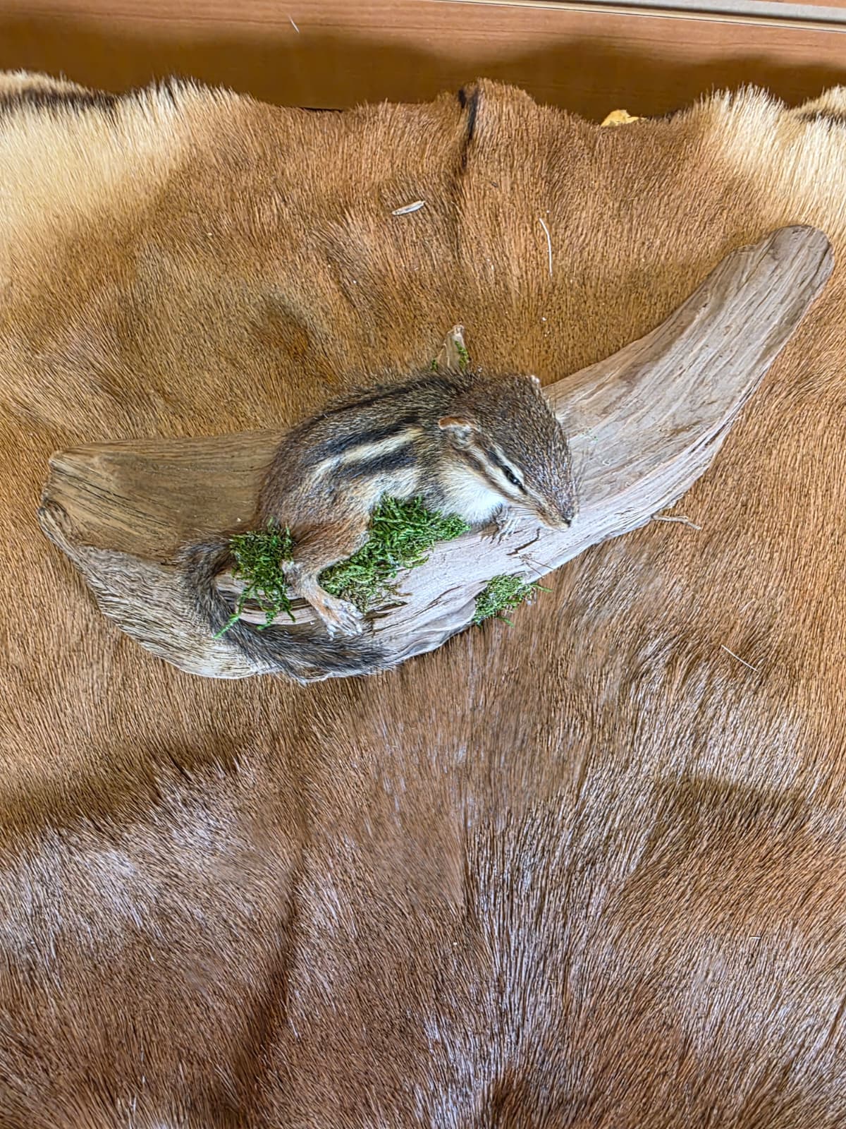 FHCK76 - Chipmunk Taxidermy Mount