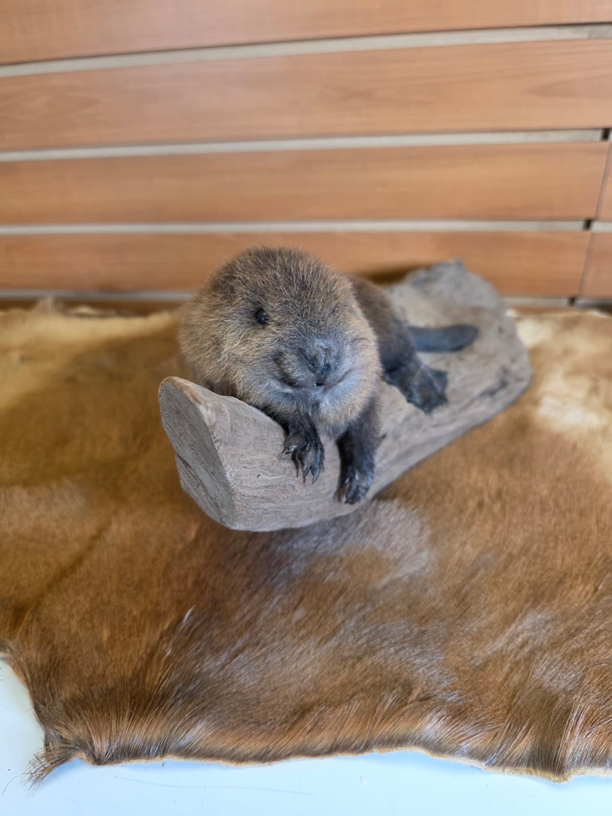 FHCK65 - Baby Beaver Taxidermy Mount