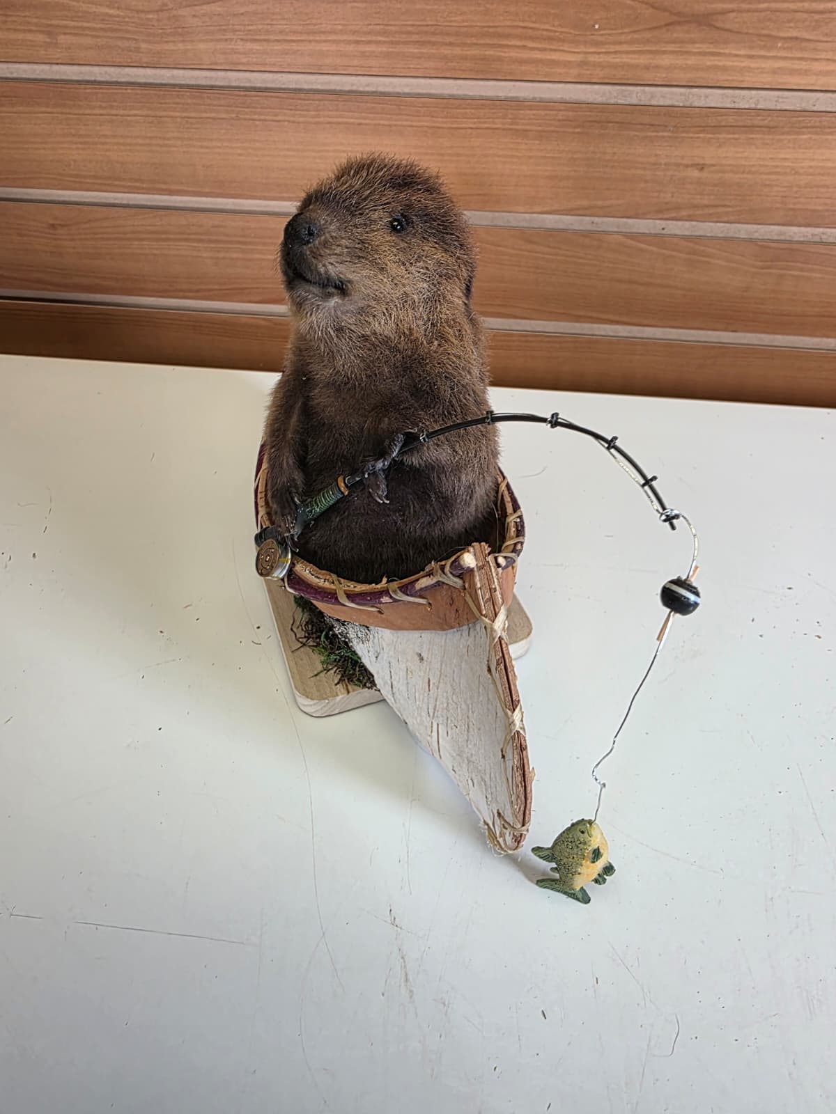 FHCK61 - Muskrat Taxidermy Mount