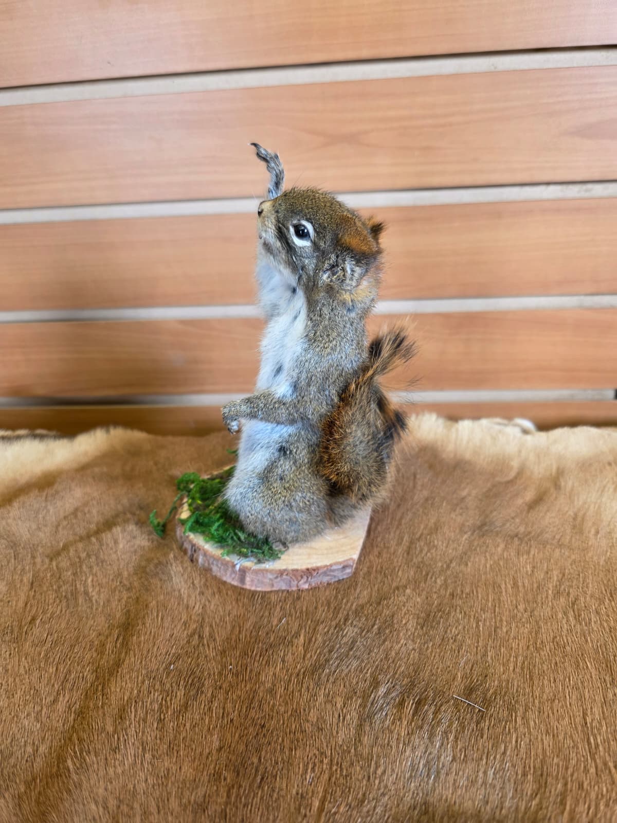 FHCK72 - American Red Squirrel Taxidermy Mount