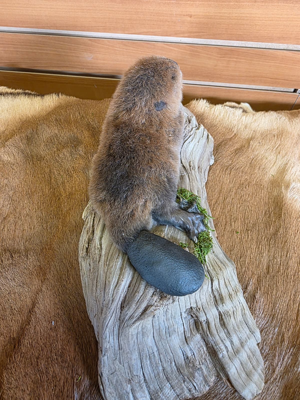 FHCK84 - Baby Beaver Taxidermy Mount
