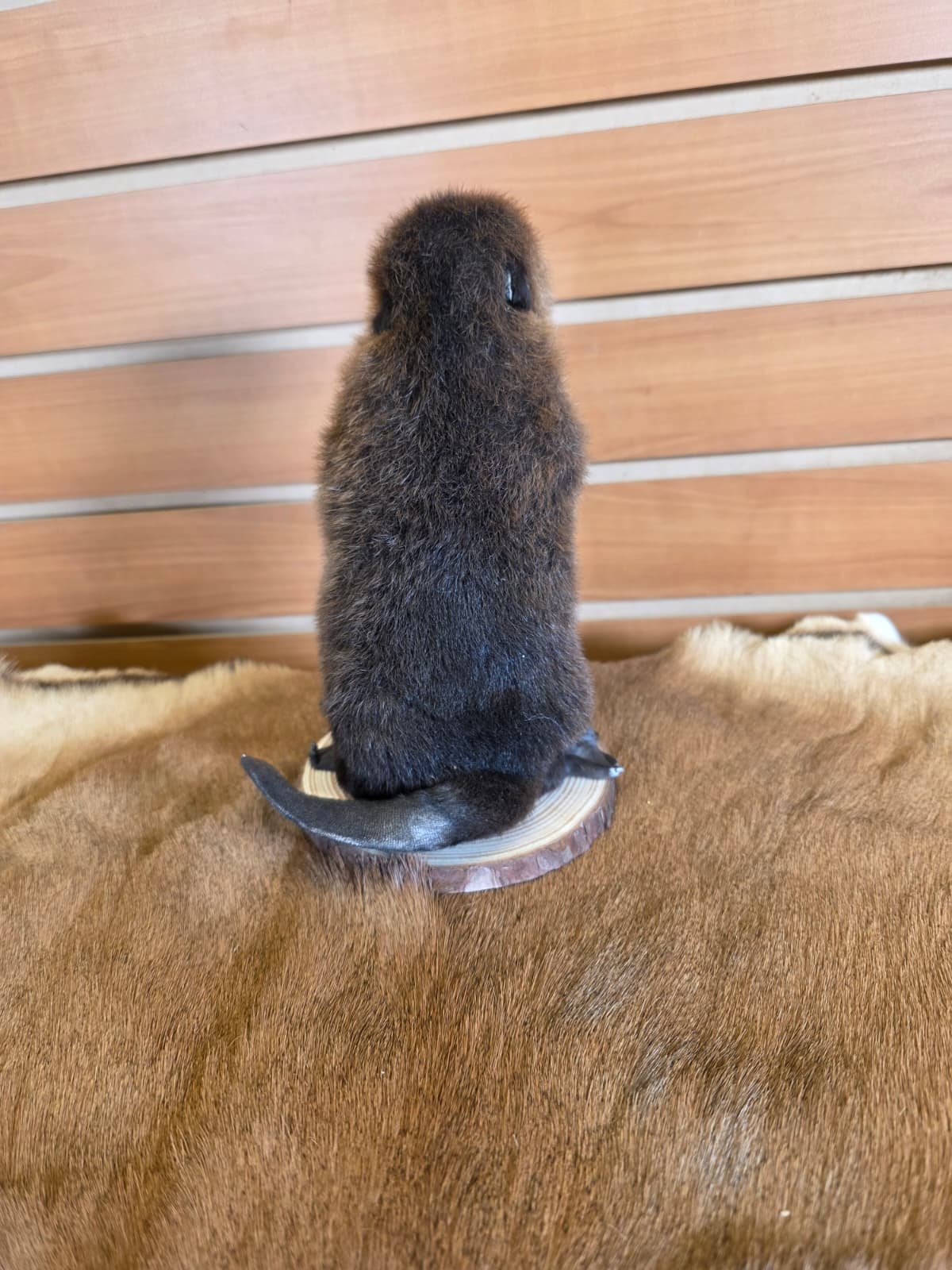 FHCK65 - Baby Beaver Taxidermy Mount